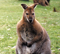 Kyabram Fauna Park