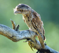 Australian Birds and Reptiles