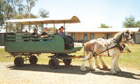 Horse and Cart Ride