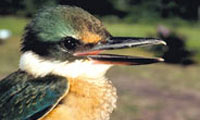 See Australian Nature